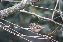 Fringilla coelebs