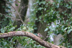 Fringilla coelebs