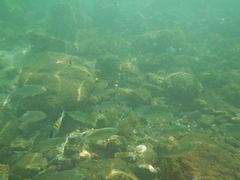 Caranx caninus