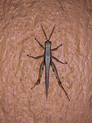 Stenocatantops splendens