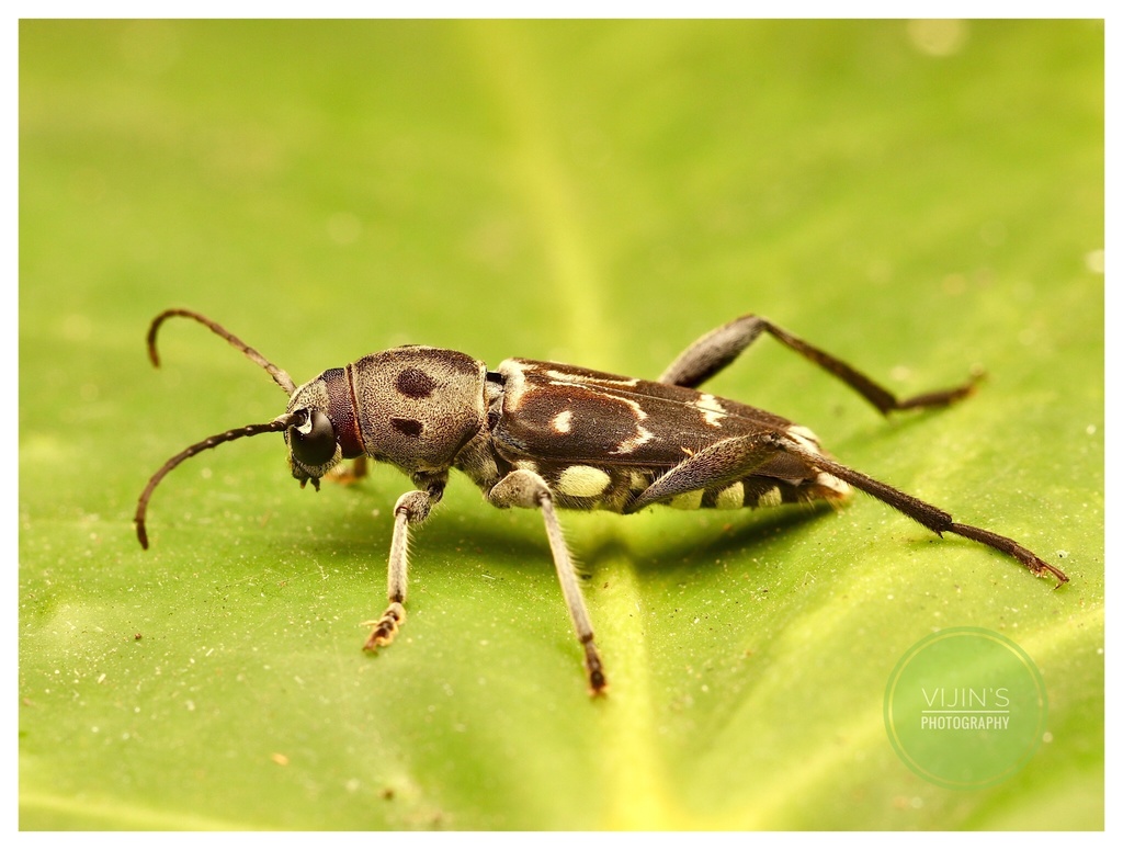 Xylotrechus smei