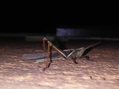 Stenocatantops splendens