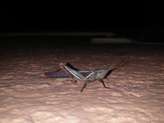 Stenocatantops splendens