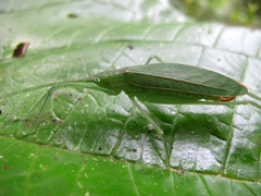 Scopiorinus fragilis