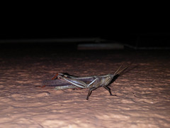 Stenocatantops splendens