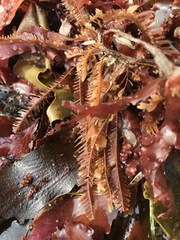 Aglaophenia latirostris