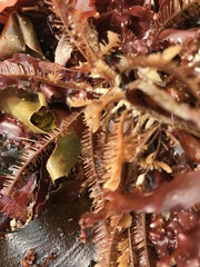 Aglaophenia latirostris