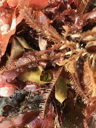 Aglaophenia latirostris