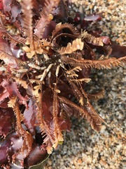 Aglaophenia latirostris