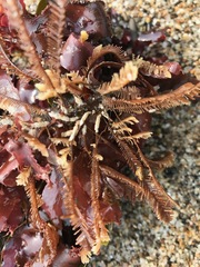 Aglaophenia latirostris