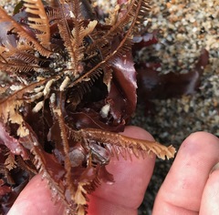 Aglaophenia latirostris