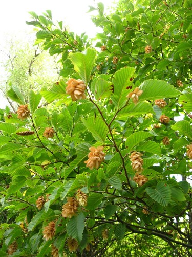 European Hop-hornbeam