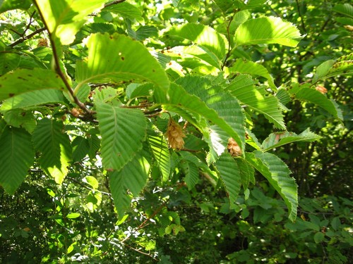 European Hop-hornbeam