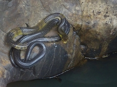 Naja savannula