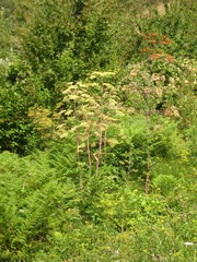 Peucedanum verticillare