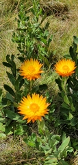 Xerochrysum subundulatum