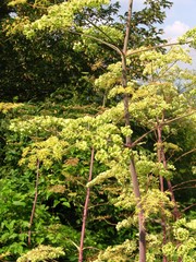 Peucedanum verticillare