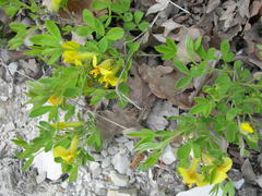 Chamaecytisus triflorus