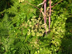 Peucedanum verticillare