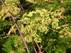 Peucedanum verticillare