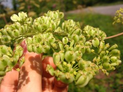 Peucedanum verticillare