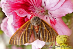 Hemileuca rubridorsa