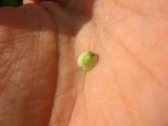 Peucedanum verticillare