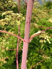 Peucedanum verticillare