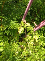 Peucedanum verticillare