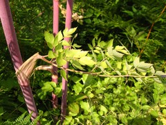 Peucedanum verticillare