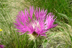 Psephellus caucasicus