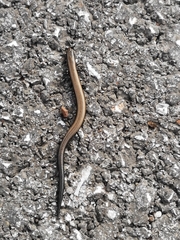 Ablepharus rueppellii