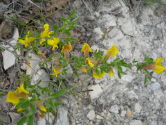 Chamaecytisus triflorus