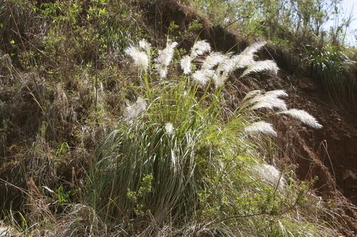Lamprothyrsus
