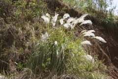 Cortaderia hieronymi