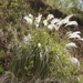 Cortaderia hieronymi - Photo (c) coqwallon,  זכויות יוצרים חלקיות (CC BY-NC), הועלה על ידי coqwallon