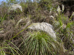 Cortaderia hieronymi