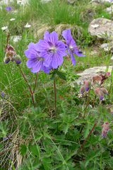 Geranium gymnocaulon