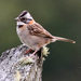 Rufous-collared Sparrow (Costa Rican) - Photo (c) Gaell Mainguy, some rights reserved (CC BY-NC-ND), uploaded by Gaell Mainguy