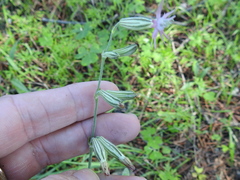 Silene scouleri