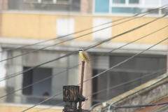 Pitangus sulphuratus