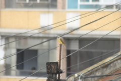 Pitangus sulphuratus