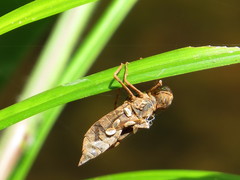 Anisoptera