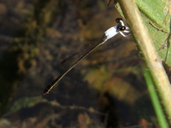 Agriocnemis femina