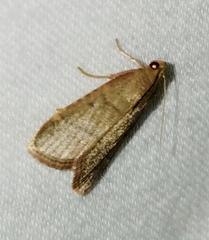 Hypsopygia nostralis