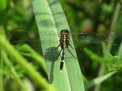 Orthetrum sabina