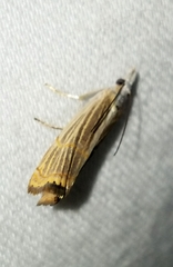 Parapediasia decorellus