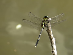 Orthetrum sabina