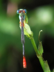 Ceriagrion cerinorubellum