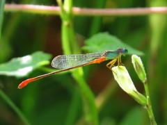 Ceriagrion cerinorubellum